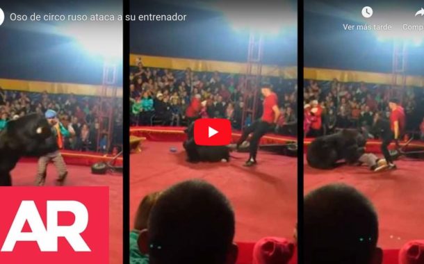 Video: Un oso de circo atacó a su domador frente a familias horrorizadas